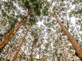 Forest Restoration